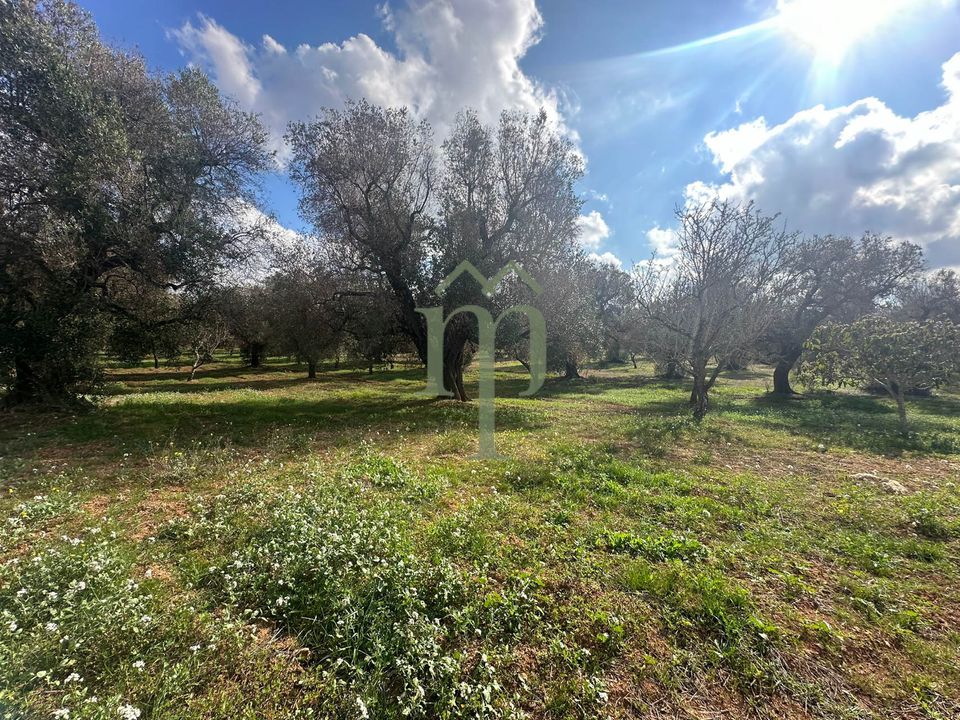Ruinere i San Vito dei Normanni, Brindisi - foto 5
